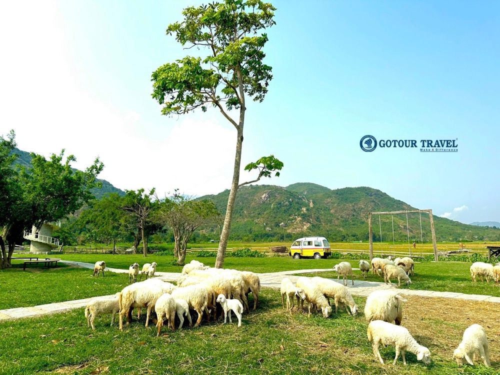 Đan cừu tại khu du lịch Suối Tiên - Tour Ninh Thuận