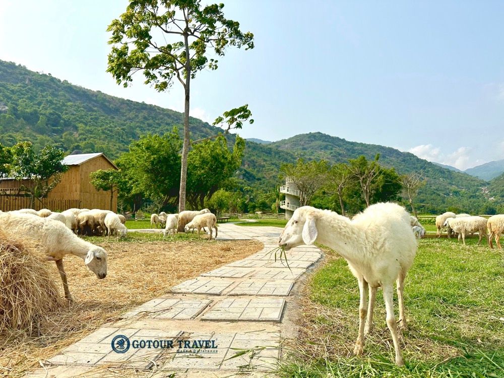 Đồng cừu Suối Tiên - Tour Ninh Thuân