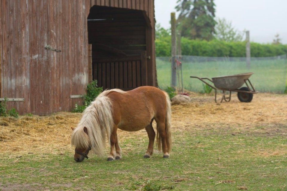 Ngựa lùn Pony - Tour Ninh Thuận